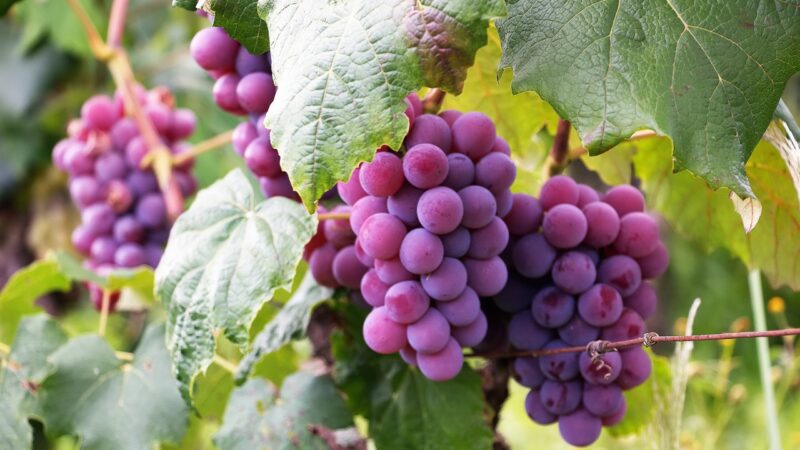 Vitivinicultua Sustentable.el nuevo sello de calidad.