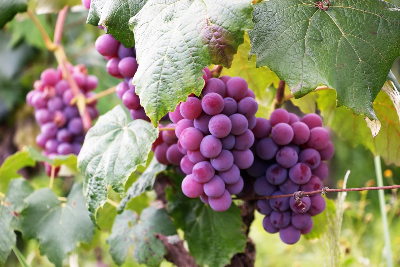 Vitivinicultua Sustentable.el nuevo sello de calidad.