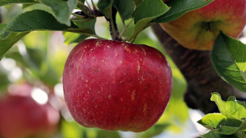HUERTO EN CASA 4 árboles frutales que puedes tener en maceta y que no requieren muchos cuidados