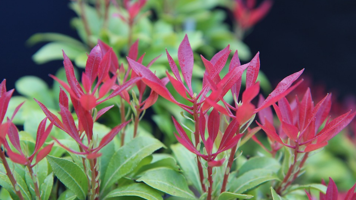 Este es el arbusto perfecto para plantar en casa y perfumar todo tu hogar de manera natural