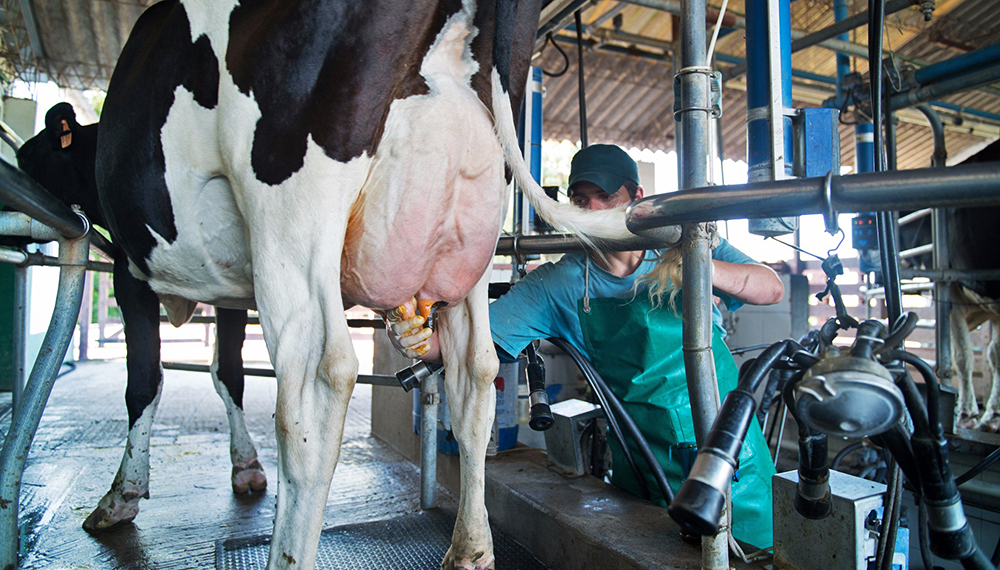 Tras la primera caída en 30 meses, la producción de los tambos se recuperó en febrero