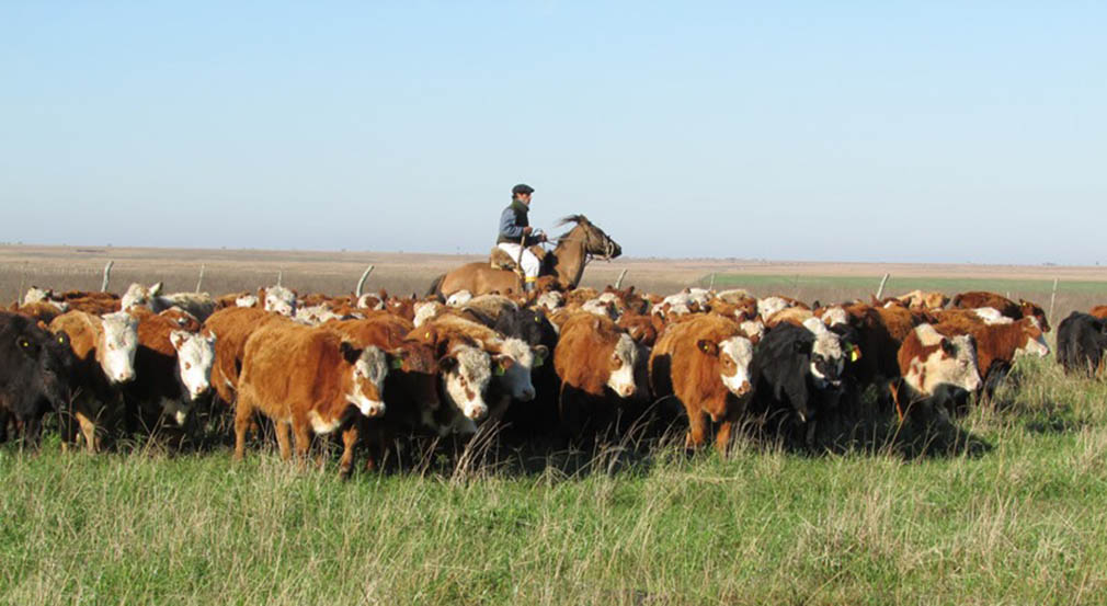 Precio de hacienda, correccion de valores .