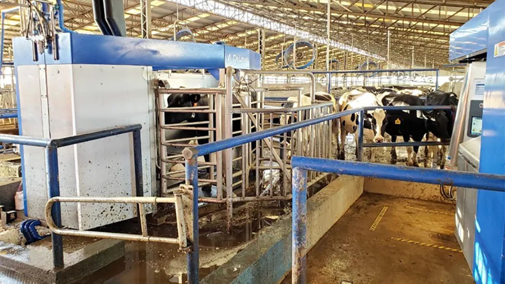 Gracias a las Tecnologias ,ya cada animal decide cuando comer , ordeñarse o dormir