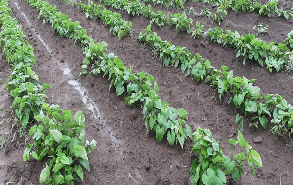 Batata, un verdura para tener en cuenta.