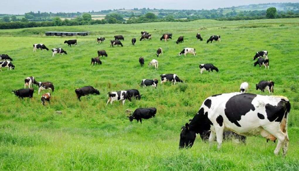 Solucion a los problemas nutricionales y ambientales , el animal como parte de esta solucion.