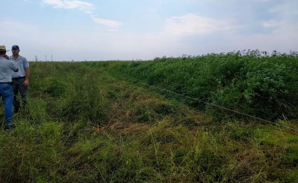 Forrajeras subtropicales demostrativas en el NEA.