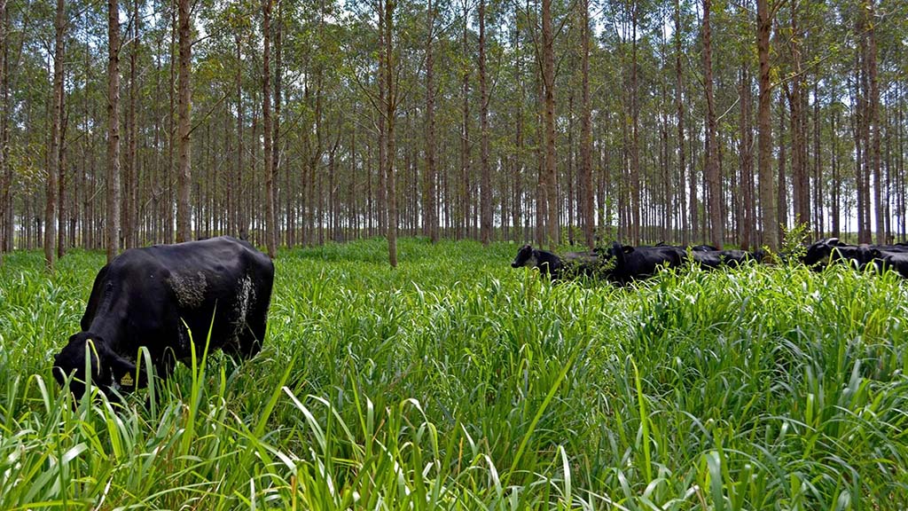 Integracion foresto-ganadero con huella de carbono cero,el bionegocio.