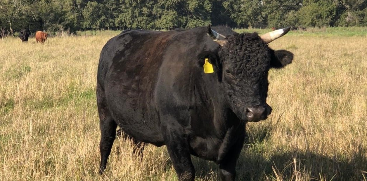 Avance genetico bobino en Argentina, cruza de raza wagyu con angus.