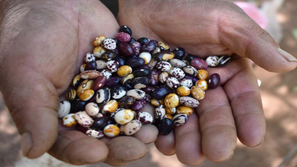 Agricultura Familiar, clave para la conservacion de recursos geneticos.