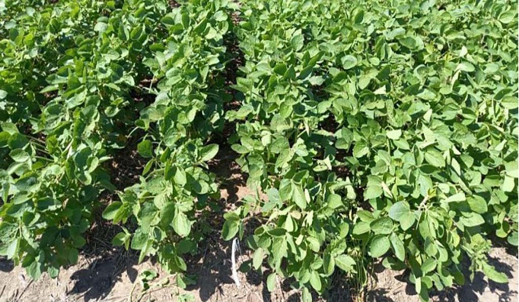 Inoculacion efectiva .