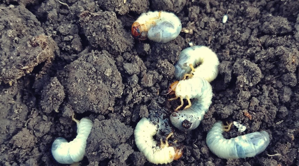 Buenas practicas para adelantarse a los insectos.