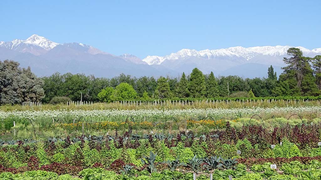Region Cuyo, agricultura regenerativa se extiende en la Region.