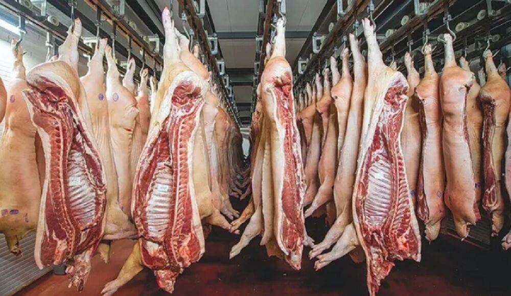 La faena de Hembra supera el 50 porciento en Frigorifico.