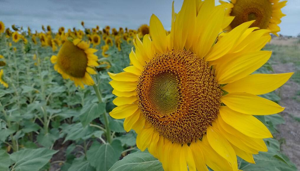 Girasol, cosecha en la Provincia de Buenos Aires.
