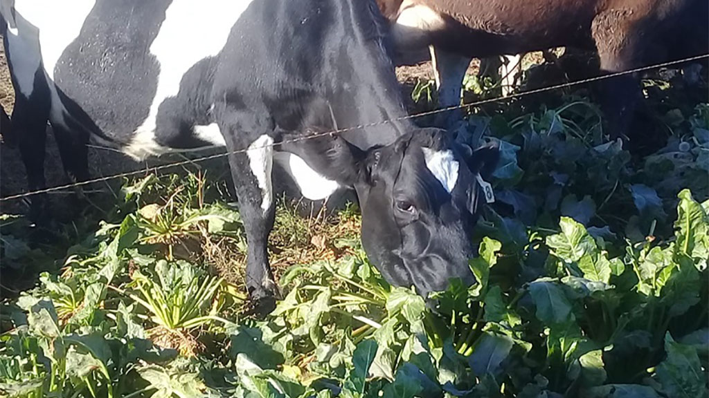 Buenas Noticias Remolacha Forrajera para alimentacion de ganado.