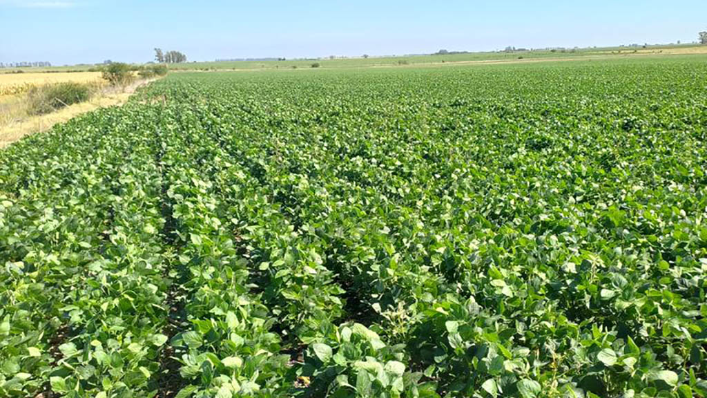 Soja con buenas noticias