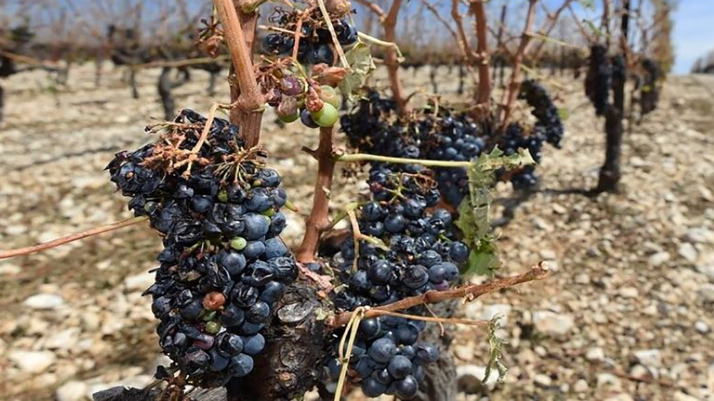 Buenas Noticas para la Vitivinicultura.