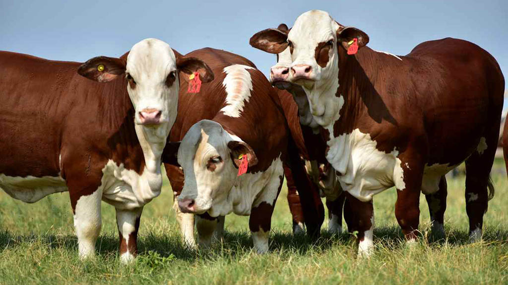 Cambio de sistema ganadero.