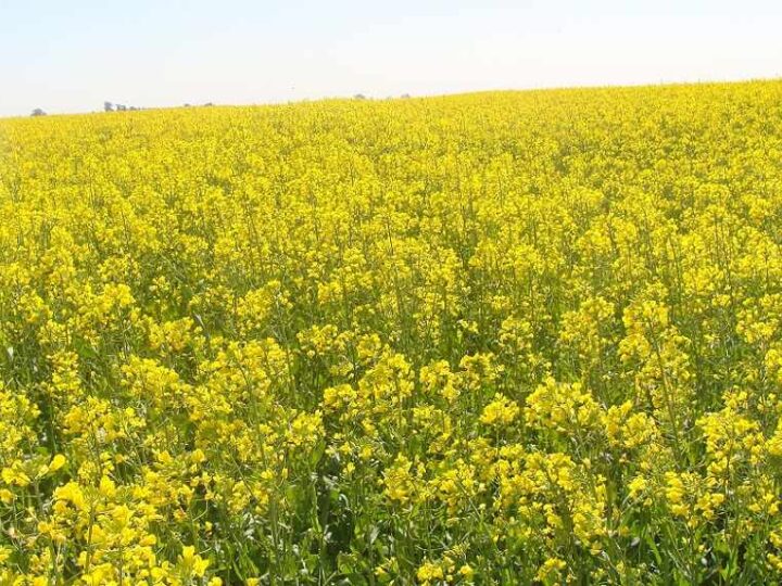 Colza ideal para aliementos y energia.