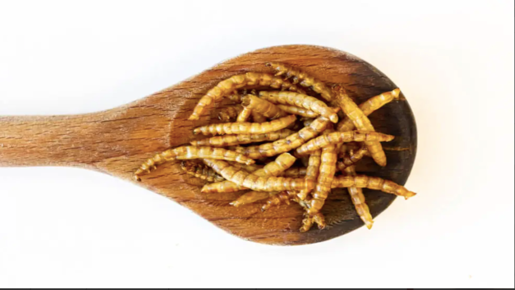 La mayor granja de insectos.