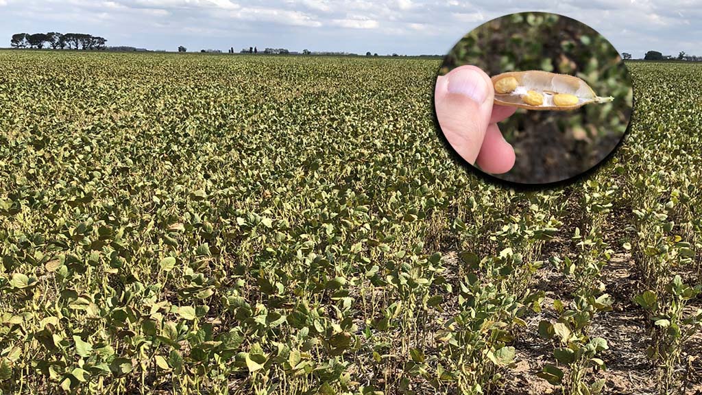 Como se calcula la el precio de los productos.