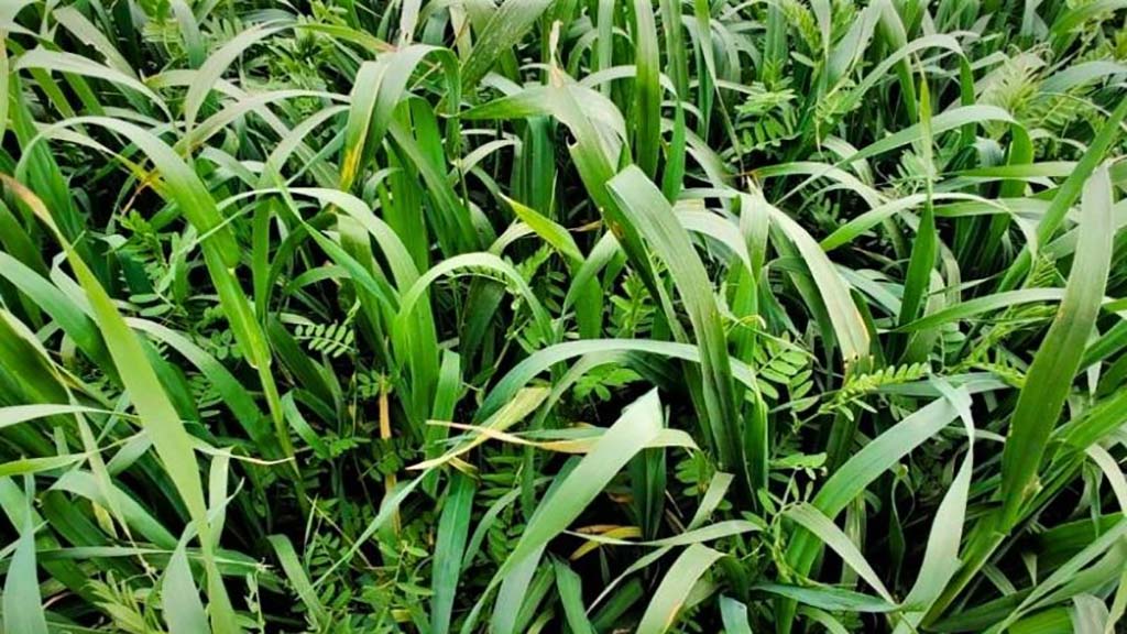 La vicia mejora la dieta animal.