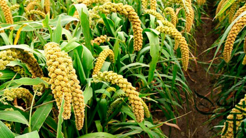 Mijo Año internacional