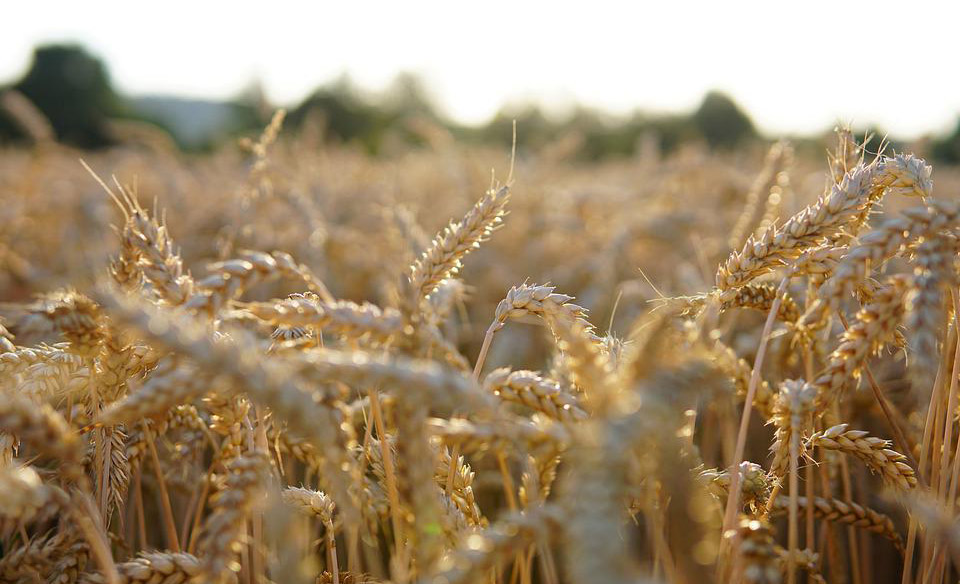 Aumeta el rinde del trigo con el uso de hongos.