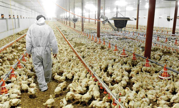 Vuelven las Exportaciones de la Gripe Aviar a Europa