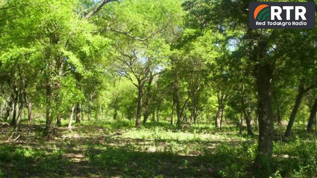 Cuanto carbon puede almacenar los bosque nativos.