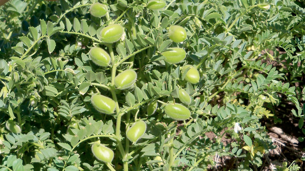 El Garbanzo con semillas agroclimaticas.