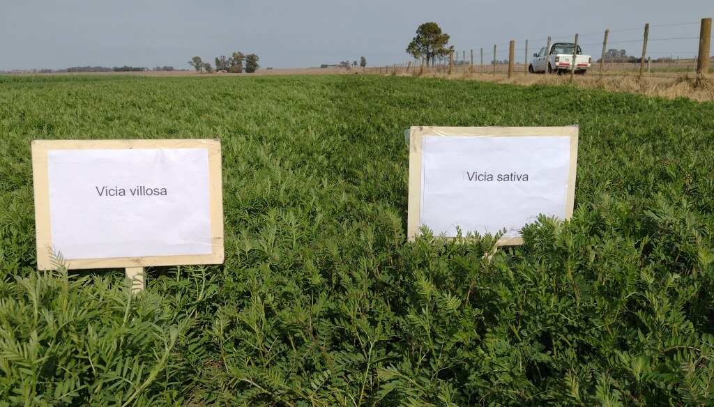 La vicia como cultivo de cobertura enla Vid de San Juan.