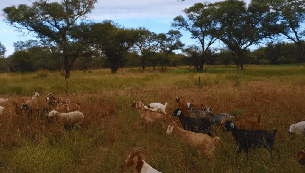 Fertilizantes organicos , guano de cabra y cama de pollo.
