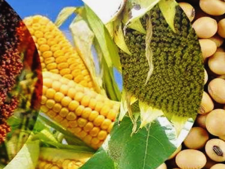 Hongos para convatir hongos.