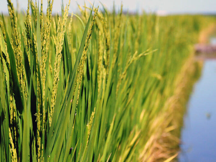 Cosecha record de maiz y trigo.