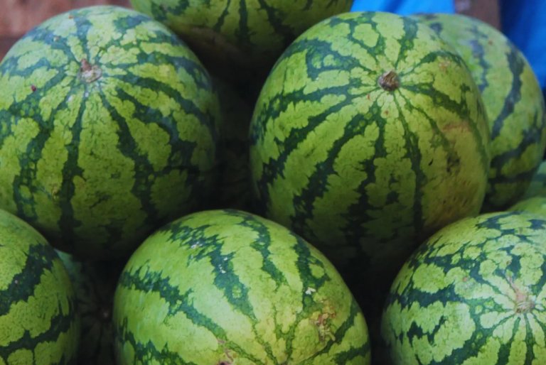 Sandia , mas productivas y sanas.