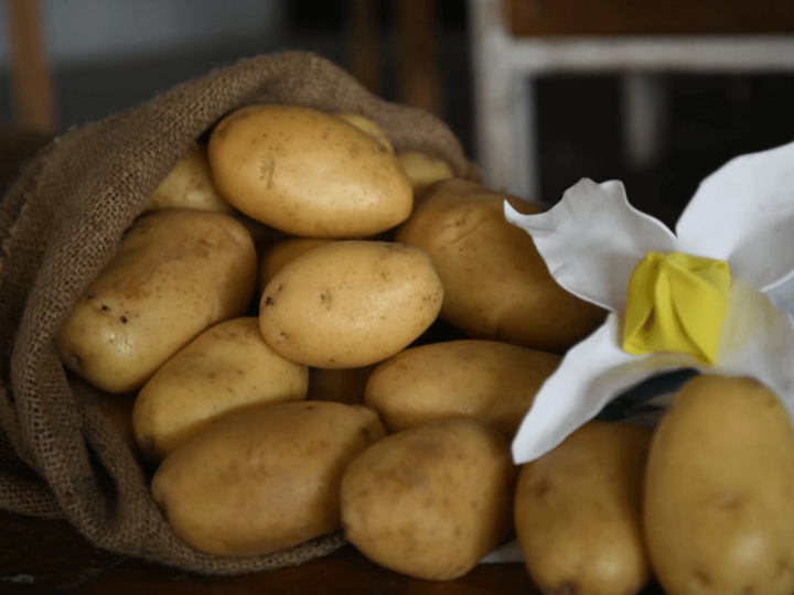 Sin retenciones el campo la produccion podria alcanzar 250 millones de tonelada en los proximos 10 años