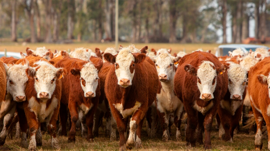 Hereford – INTA , una sociedad para medir eficiencia en pastoreo.