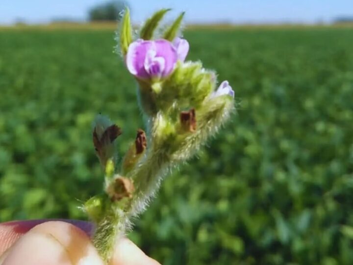 Alfalfa patra suelos salinos.