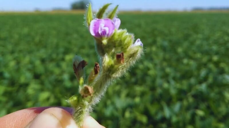 Alfalfa manejo de suelo y fertilizacion.