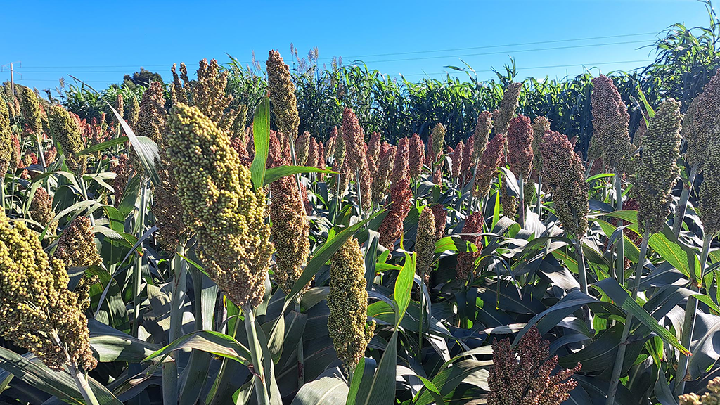 Una nueva leguminosa a campo.