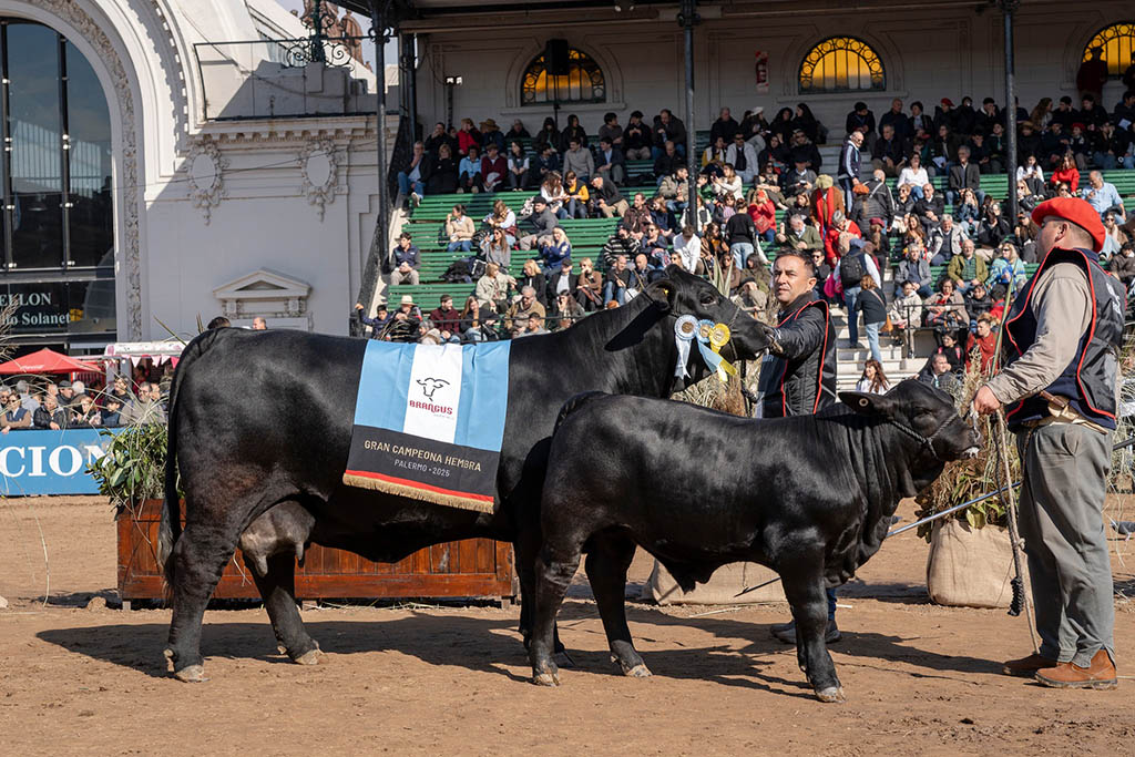 Brangus en la Expo de Palermo.