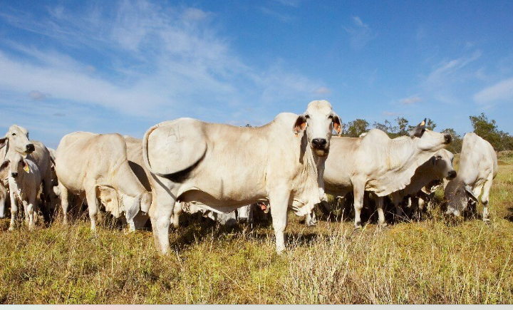 Tierra de Campo por el Mundo , Hoy Brasil.